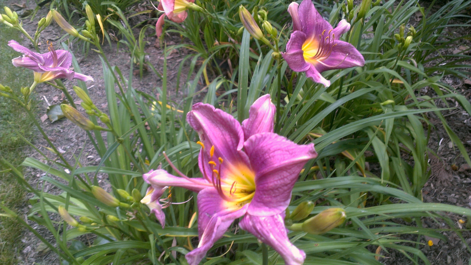 Daylily